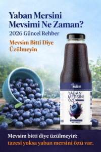 Havran Kocaseyit Yaban Mersini Mevsimi Ne Zaman